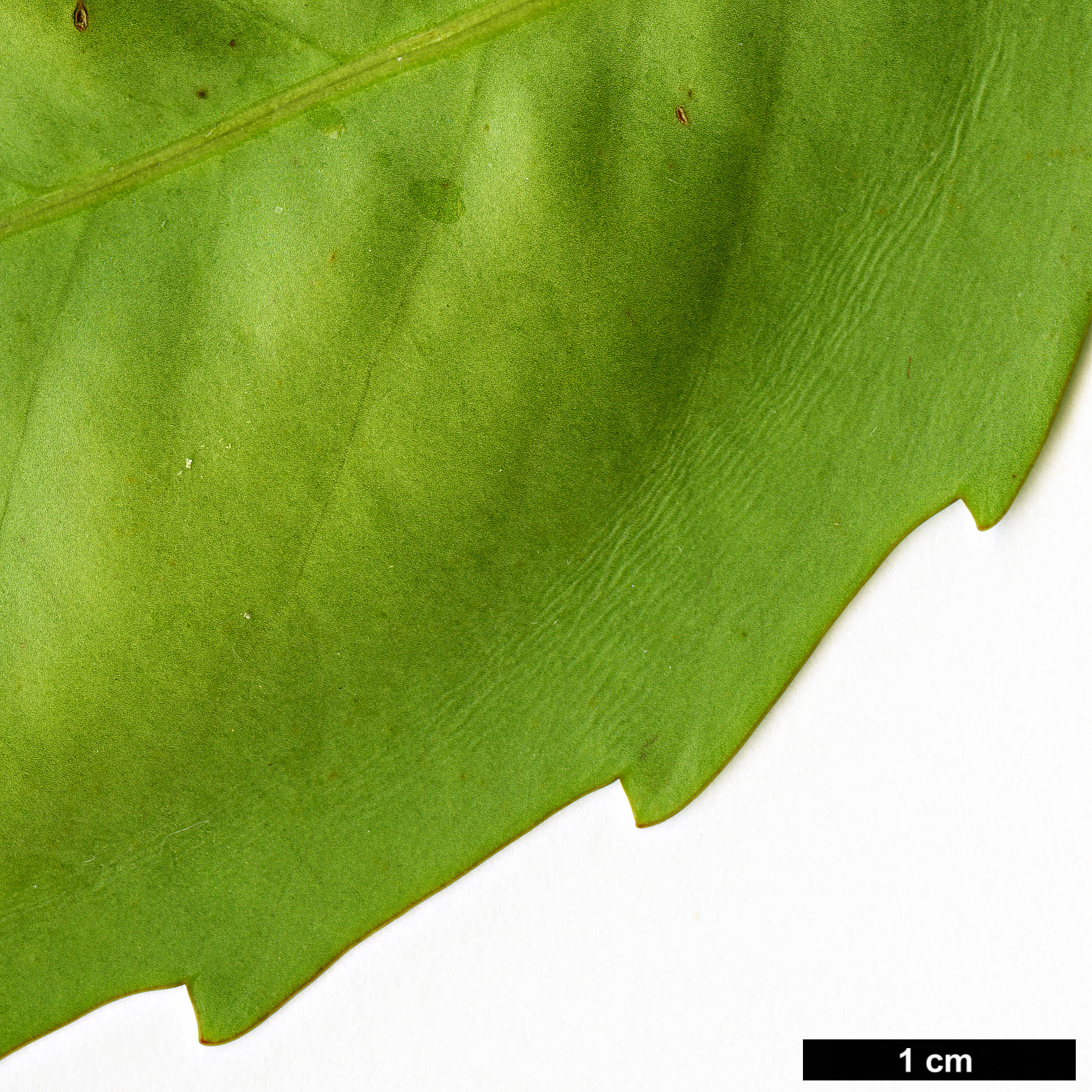 High resolution image: Family: Araliaceae - Genus: Neopanax - Taxon: macintyrei